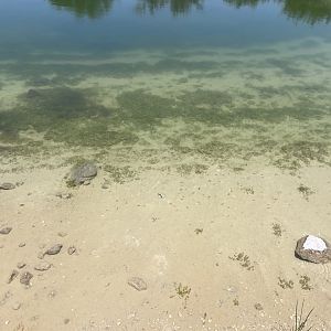 06/12/2024 - Sonoyta Pupfish (Cyprinodon eremus)