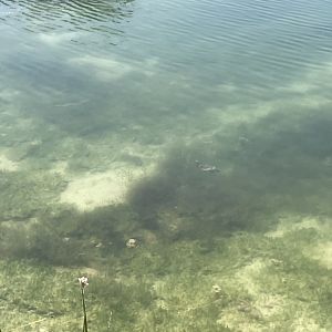 06/12/2024 - Sonoyta Mud Turtle (Kinosternon sonoriense longifemorale)