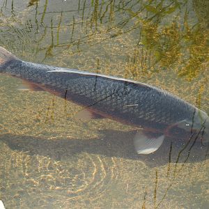 Koi (Cyprinus rubrofuscus), 2024-06-23