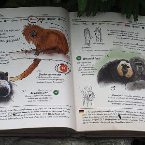 Monkey Ruins exhibit - Signage for South American monkeys, 2024-06-23