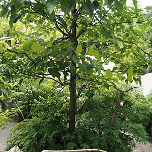 Monkey Ruins exhibit - View from elevated viewing area, 2024-06-23