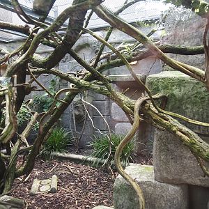 Monkey Ruins exhibit - Separate outdoor exhibit, 2024-06-23