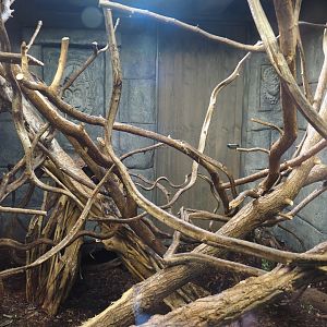 Monkey Ruins exhibit - Azara's agouti and South American monkey indoor exhibit, 2024-06-23