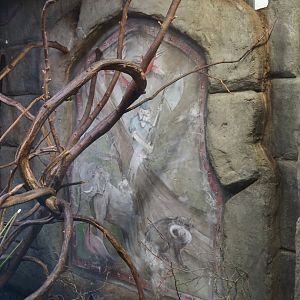 Monkey Ruins exhibit - Painting in Azara's agouti and South American monkey indoor exhibit, 2024-06-23