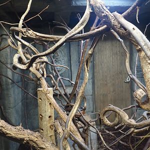 Monkey Ruins exhibit - Azara's agouti and South American monkey indoor exhibit, 2024-06-23