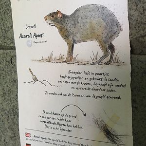 Monkey Ruins exhibit - Azara's agouti signage, 2024-06-23