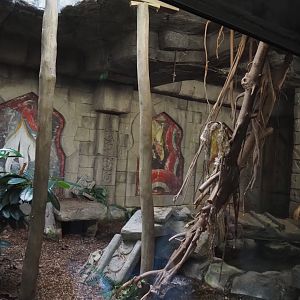 Jungola - Butterfly temple - Reticulated python terrarium, 2024-06-23