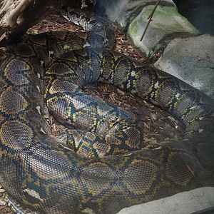 Reticulated python (Malayopython reticulatus), 2024-06-23