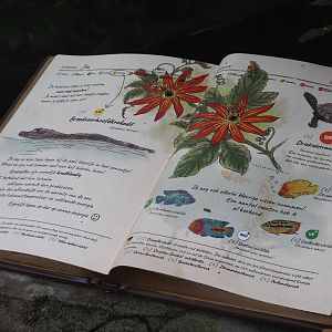 Jungola - Butterfly temple - Dwarf crocodile exhibit signage, 2024-06-23