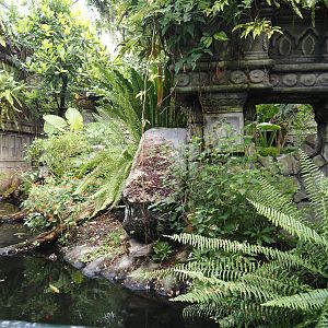 Jungola - Butterfly temple - Dwarf crocodile exhibit, 2024-06-23