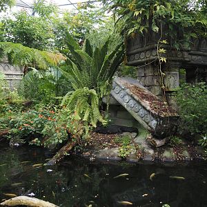 Jungola - Butterfly temple - Dwarf crocodile exhibit, 2024-06-23