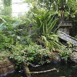 Jungola - Butterfly temple - Dwarf crocodile exhibit, 2024-06-23