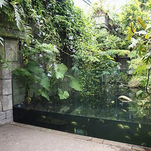 Jungola - Butterfly temple - Dwarf crocodile exhibit, 2024-06-23