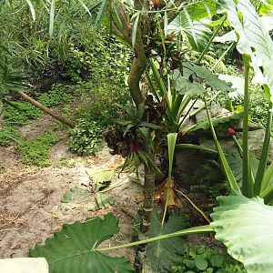 Jungola - Butterfly temple - Part of dwarf crocodile exhibit seen from adventure route, 2024-06-23