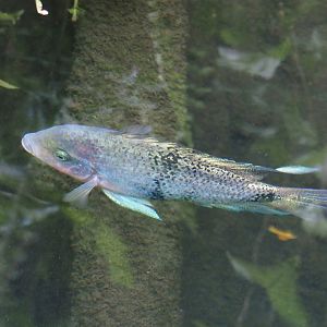 Redhead cichlid (Vieja melanurus), 2024-06-23