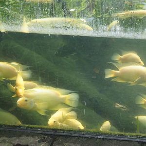 Midas cichlids (Amphilophus citrinellus), 2024-06-23