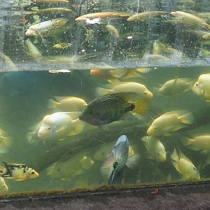 Midas cichlids (Amphilophus citrinellus) and Redhead cichlids (Vieja melanurus), 2024-06-23