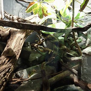 Jungola - Butterfly temple - Green tree monitor terrarium, 2024-06-23