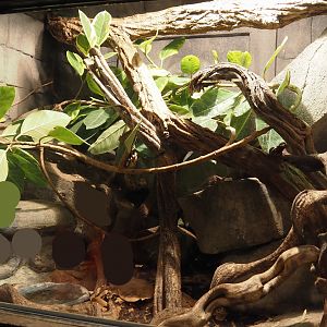 Jungola - Butterfly temple - Green tree monitor terrarium, 2024-06-23