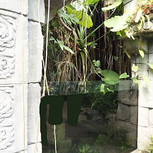 Jungola - Butterfly temple - Asian aquarium, 2024-06-23