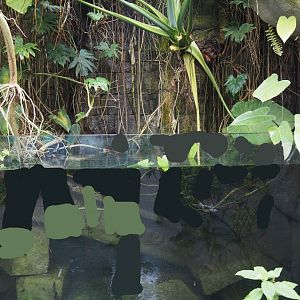 Jungola - Butterfly temple - Asian aquarium, 2024-06-23