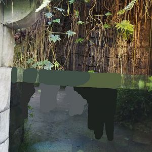 Jungola - Butterfly temple - Asian aquarium, 2024-06-23