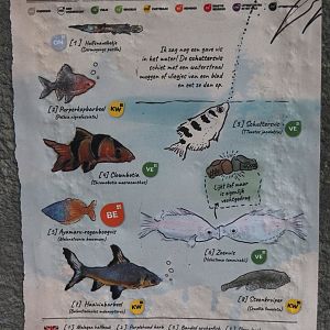 Jungola - Butterfly temple - Asian aquarium signage, 2024-06-23