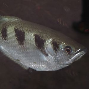 Banded archerfish (Toxotes jaculatrix), 2024-06-23