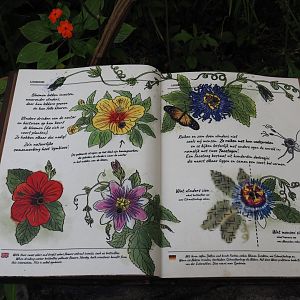 Jungola - Butterfly temple - Passiflora signage, 2024-06-23