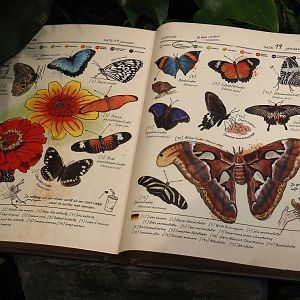 Jungola - Butterfly temple - Butterfly signage, 2024-06-23