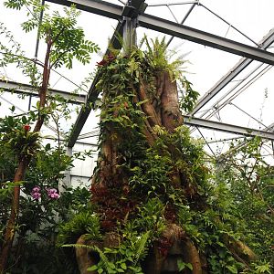 Jungola - Butterfly temple - Fake tree trunk with caterpillar terrarium, 2024-06-23