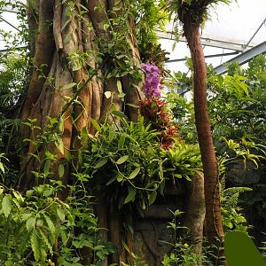 Jungola - Butterfly temple - Fake tree trunk with caterpillar terrarium, 2024-06-23