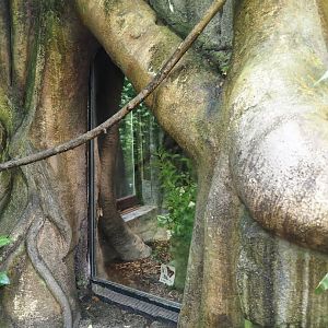 Jungola - Butterfly temple - Terrarium for Atlas moth caterpillars in fake tree trunk, 2024-06-23