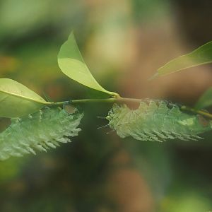 Atlas moth (Attacus atlas) caterpillars, 2024-06-23
