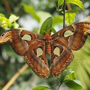 Atlas moth (Attacus atlas), 2024-06-23