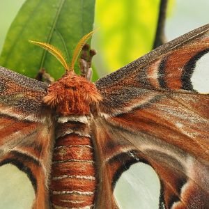 Atlas moth (Attacus atlas), 2024-06-23