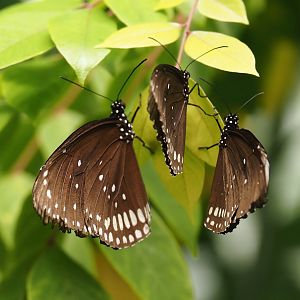 Common crow butterflies (Euploea core), 2024-06-23