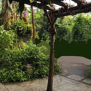 Jungola - Butterfly temple view, 2024-06-23