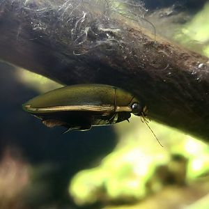 Wrinkled Diving Beetle (Cybister rugosus) - Taiwan Insect Museum