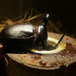 Rabbit Ears Beetle (Eupatorus birmanicus) male - Taiwan Insect Museum