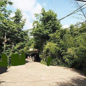 Jungola - Peruvian squirrel monkey walk-through area, 2024-06-23