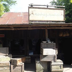 Jungola - Peruvian squirrel monkey and Southern three-banded armadillo house, 2024-06-23