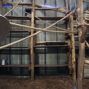 Jungola - Peruvian squirrel monkey indoor exhibit, 2024-06-23