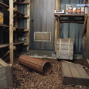 Jungola - Southern three-banded armadillo house exhibit, 2024-06-23