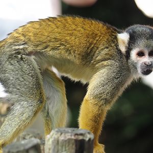 Peruvian squirrel monkey (Saimiri boliviensis peruviensis), 2024-06-23