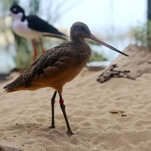 Marbled Godwit (Limosa fedoa)