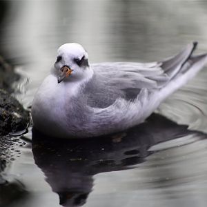 Red Phalarope (Phalaropus fulicaria)