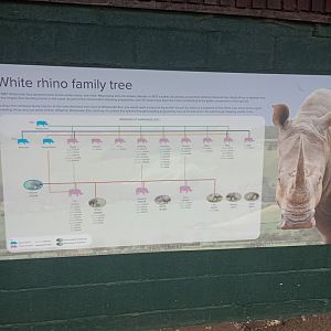 White rhino family tree