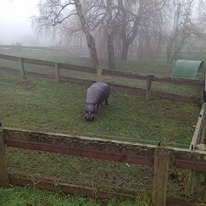 Tapon,pygmy hippo (m)