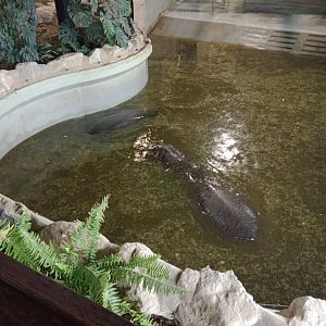 Hippopotamus (Hippopotamus amphibious)